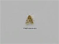 藏品(夜蛾619)的圖片